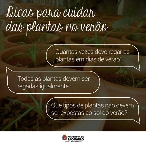 Dicas de como cuidar das plantas em casa durante o verão Secretaria