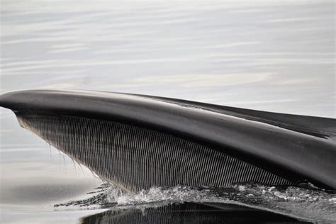 Whaling: How Has Whale Hunting Affected World Climate?