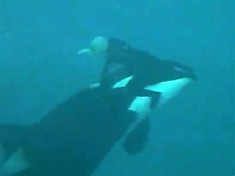 ‘06 Video Shows Killer Whale Trying To Drown Trainer Video On