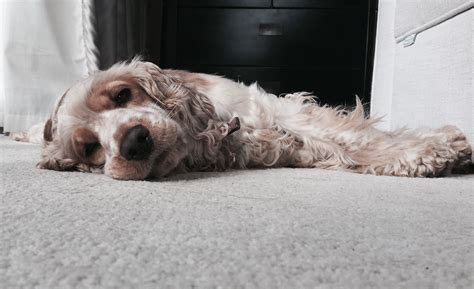 Orange roan cocker spaniel | Orange roan cocker spaniel, Cocker spaniel, American cocker spaniel