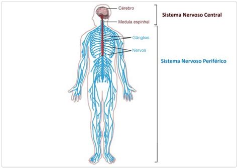 O Que É O Sistema Nervoso Periferico - Sistema Nervoso Periférico: resumo, função e divisões - Toda Matéria
