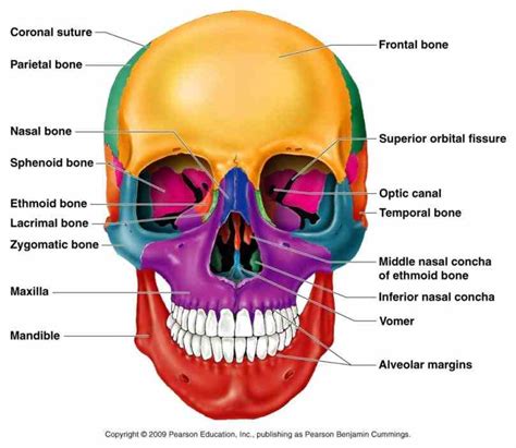 Head Diagram Bones Of The Skull Anatomy