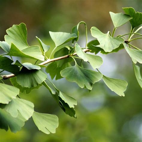 Princeton Sentry Ginkgo Tree Stark Bros