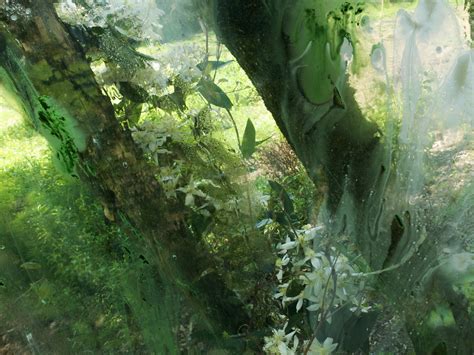 Clematis armandii Snowdrift 2 - Denis Piel