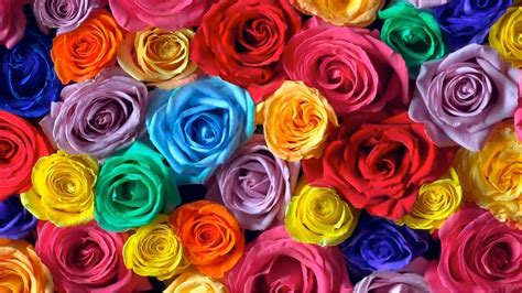 Rose Colors And Their Meanings Spectrum Of Roses