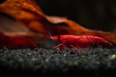 Do Red Cherry Shrimp Eat Fish Poop? – ShrimpKeeper.co.uk