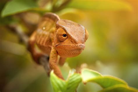 7 Signs That Your Chameleon Is Dying + How To Help - Reptile Craze