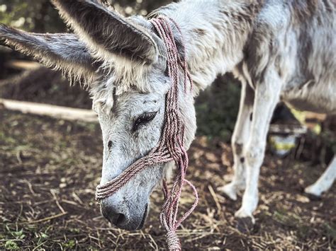 Petęlka prosi o życie – Fundacja Benek, ratujemy zwierzęta i pomagamy ...