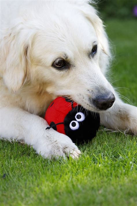 Petface Buddies Lindy Ladybird Plush Dog Toy Petface By Leisuregrow