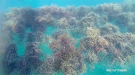 Budidaya Rumput Laut Di Pantai Lakeba Kota Baubau Sulawesi Tenggara