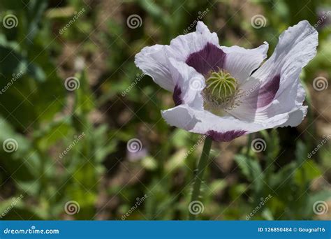 Poppy field in France. stock photo. Image of floral - 126850484