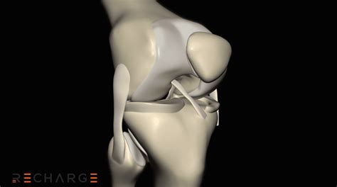 understanding knee anatomy  acl injury management video recharge