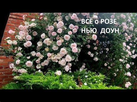 ЭТА РОЗА ДОЛЖНА БЫТЬ В ТВОЁМ САДУ - YouTube