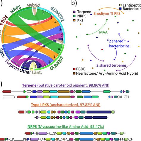 Secondary Metabolite Biosynthetic Gene Clusters BGCs Of Two