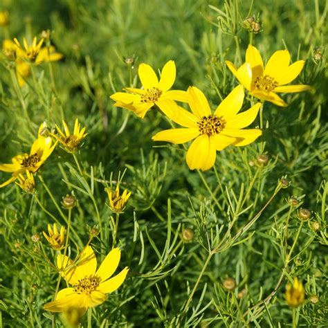 JDA Coreopsis 'Zagreb'