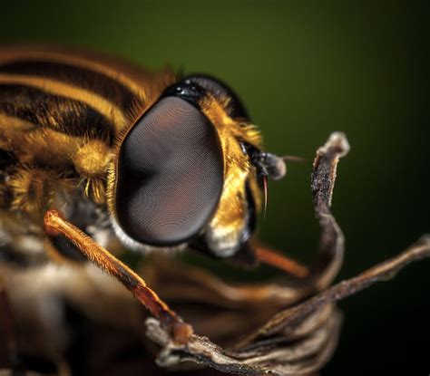 Macro Photography of Bee · Free Stock Photo