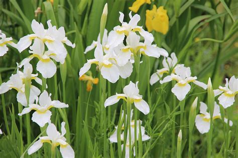 ritagiangcom iris