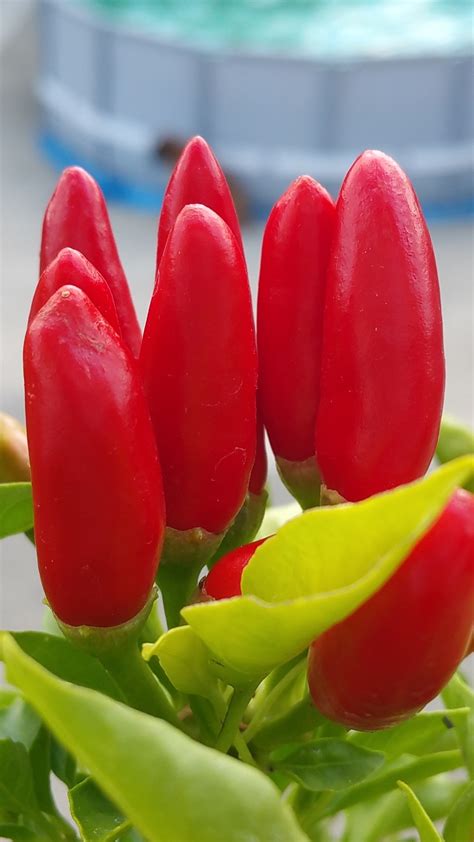 Gambar Menanam Daun Bunga Musim Panas Bunga Tulp Makanan Merah