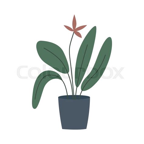 Potted House Plant With Big Green Stock Vector Colourbox