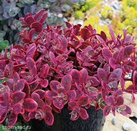 Очиток SunSparkler Wildfire (Вилдфаер) - Эко Сад 38