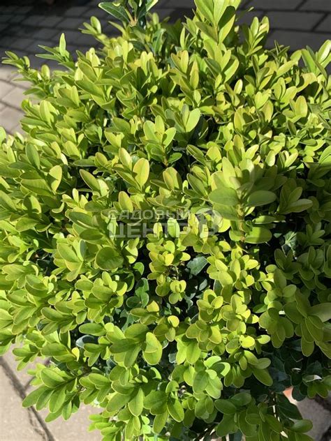 Купить Самшит Шар Ф 23/-40/ в питомнике в Москве. Интернет-магазин ...