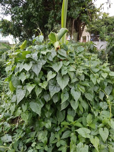 What plant is this? And is it parasitic? (More pics in the comments