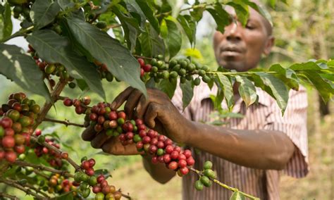 Uganda Coffee Beans A Pocket Guide To Roasting