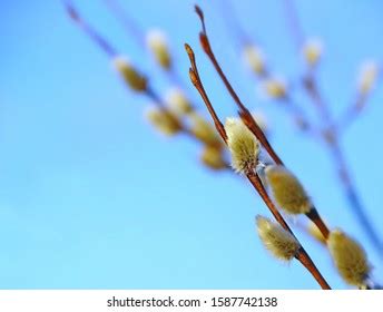 Branches Pussy Willow Salix Caprea Spring Stock Photo