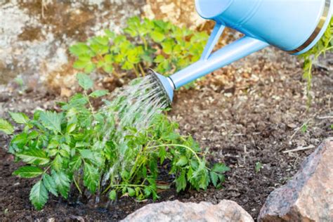 Astilbe düngen besten Tipps für eine gesunde Pflanze