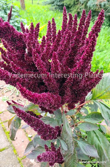 Vademecum Interesting Plants Amaranthus Szar At Gatunki Amarant