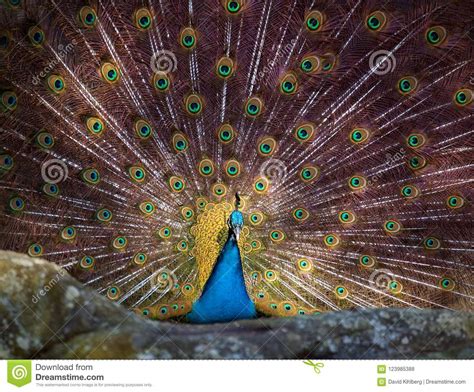 Pavo Real En Todos Sus Colores Foto de archivo - Imagen de fauna, verano: 123985388