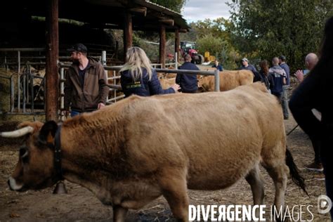 La Transhumance Par Antoine Dumont Photographie Adu