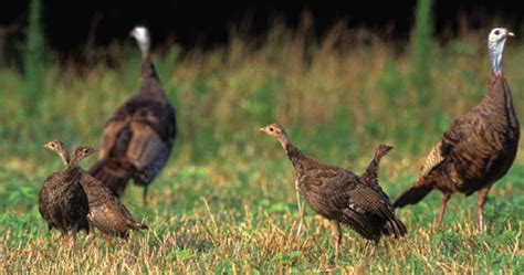 Turkey Sounds How And When To Use Them Mossy Oak Gamekeeper