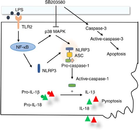 Figure From Regulation Of The Nlrp Inflammasome And Macrophage