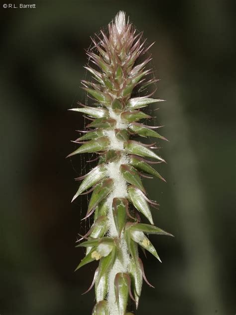 Achyranthes Aspera