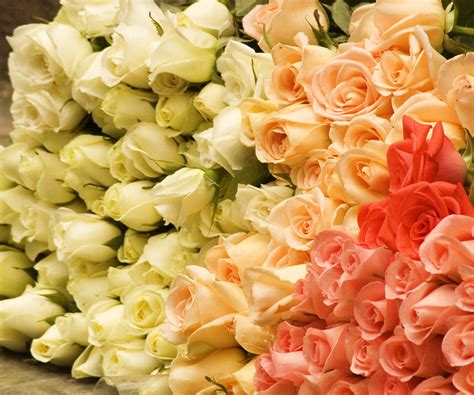 Картинки Розы, rose, бутоны, цветы, букет, розовые розы, чайные розы ...