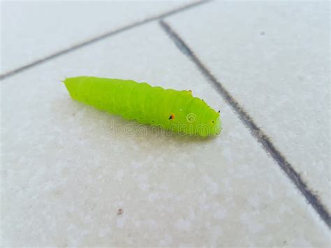 Beautiful Fluorescent Lime Green Caterpillar Stock Image - Image of ...