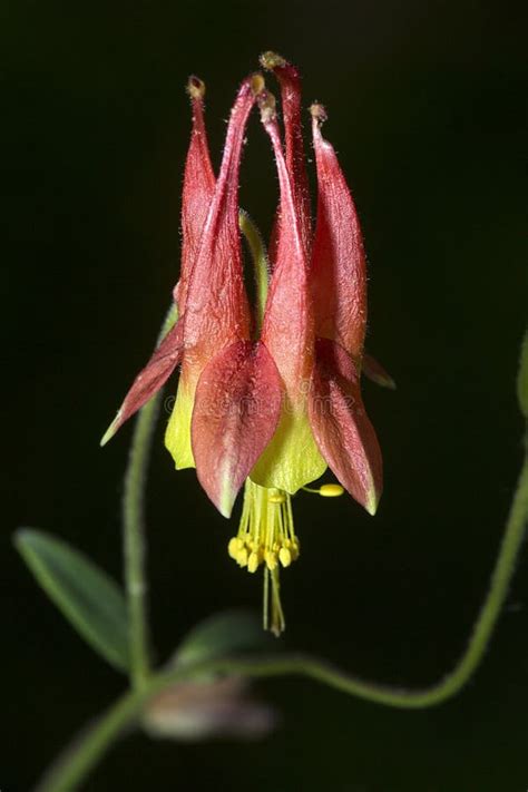 Single Red Columbine Flower in Penwood State Park, Bloomfield, C Stock ...