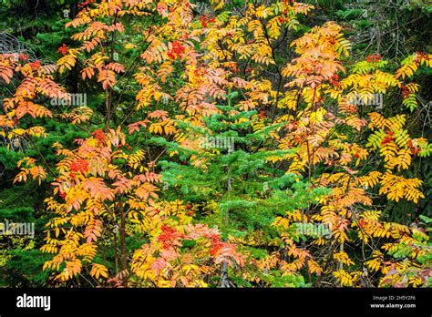 Rocky Mountain Ash Sorbus Scopulina Autumn At Emerald Lake Yoho