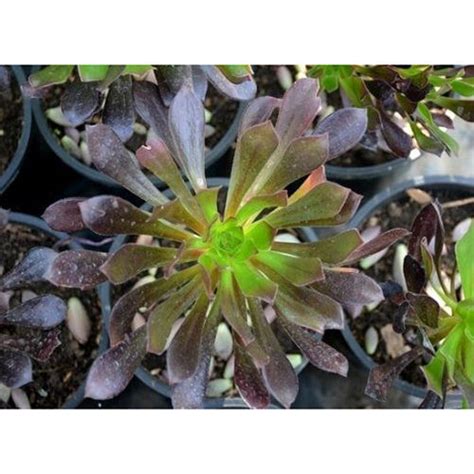 Green Purple Aeonium Arboreum Zwartkop Plant At Best Price In Nainital Nainileaf India