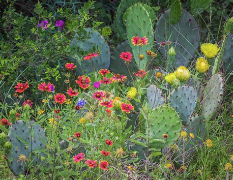 Spring Wildflower Bouquet Photograph By Michael Wayne Barnett Fine