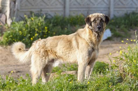10 Best Anatolian Shepherd Breeders 2026 Our Top 10 Picks