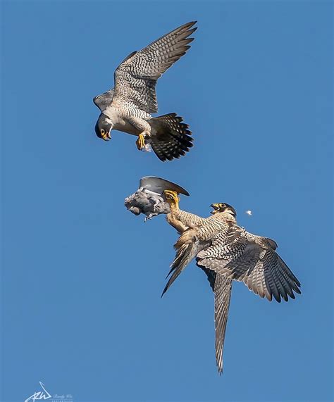peregrine falcon catching prey  flight
