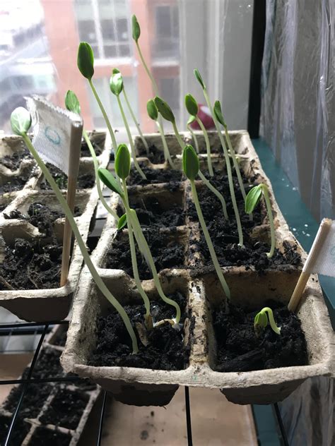 Potting Up Cucumber Seedlings at Norma Shanks blog