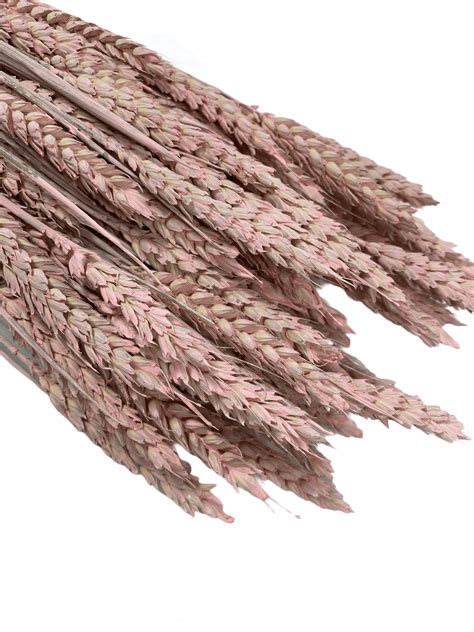 Trigo Preservado Rosa Nude Vindastore