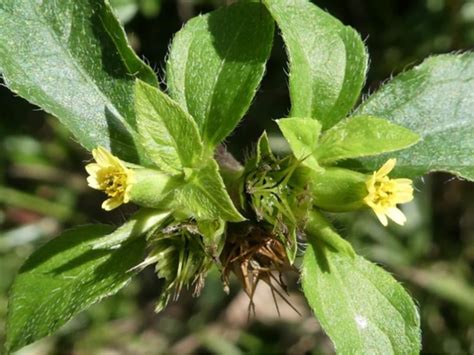synedrella nodiflora  cinderella weed  scientific diagram