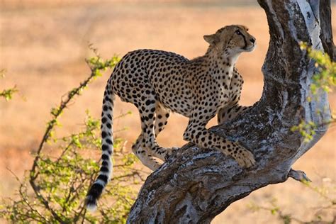 Cheetah Anatomy - Feline Facts and Information