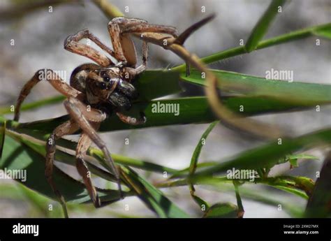 Field Wolf Spider Hogna Lenta Arachnida Stock Photo Alamy