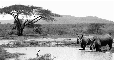 Kruger Park 1 Cor Laffra