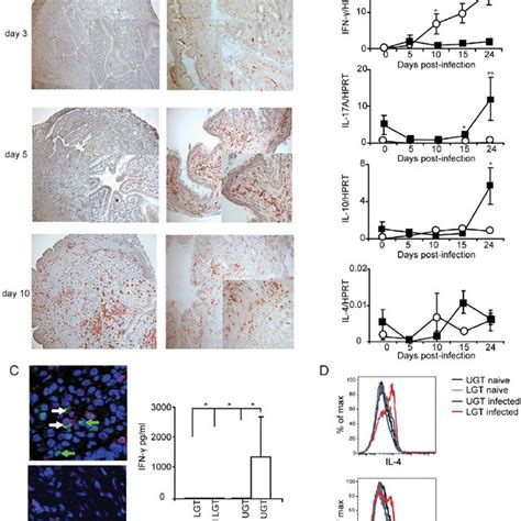 Distinct Cytokine Mrna Profiles In Different Regions Of The Genital